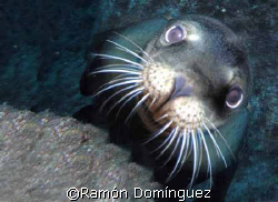 Sea lion pup. Sea of Cortéz, México. by Ramón Domínguez 